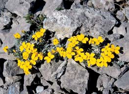 Vrsta Degenia velebitica (Degen) Hayek u cvijetu (FOTO T. Nikolić) Card image cap